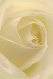 This image draws you tenderly into the heart of a cream-white rose, its petals curling in slow spirals that invite you to lose yourself in the lush textures, much like wandering the gentle bends of Cambridge Heath's streets at dawn. Each petal is light as a whispered secret, delicate and translucently pale, carrying soft shadows that lend depth and quiet drama. There's a sense of pure tranquillity, like the hush of early morning by the canal, enveloping you in peace and reflection. This rose stands as a beacon of reverence, chosen by florists who understand Cambridge Heath's need for both tradition and modern connection. Its understated fragrance suggests old-fashioned romanticism, while the artistry in its arrangement makes it a perfect gift for marking new beginnings, expressing sympathy, or celebrating someone deeply admired. The perspective captures the essential emotion behind choosing such a flower-a symbol as suitable for milestone events as it is for gentle, everyday gestures within the vibrant E2 community.
